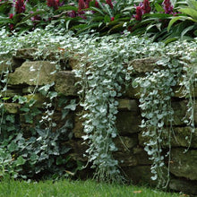 Load image into Gallery viewer, Dichondra Silver Falls