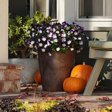 Load image into Gallery viewer, Pansy Cool Wave® Violet Wing