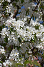 Load image into Gallery viewer, Dolgo Flowering Crab
