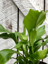 Load image into Gallery viewer, Birdsnest Fern