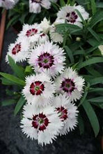 Load image into Gallery viewer, Dianthus Diana White Loving