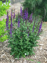 Load image into Gallery viewer, Salvia nemorosa 'Caramia'