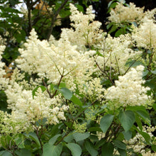 Load image into Gallery viewer, Ivory Silk Lilac