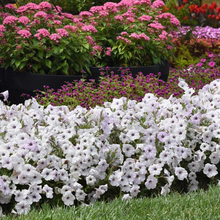 Load image into Gallery viewer, Petunia Easy Wave® Silver