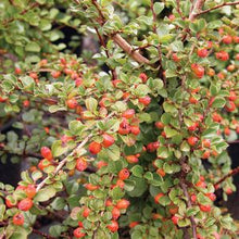 Load image into Gallery viewer, Cotoneaster Praecox