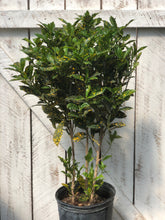 Load image into Gallery viewer, Gold Dust Croton