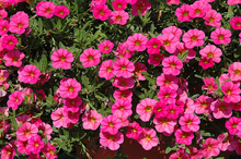 Load image into Gallery viewer, Calibrachoa Hot Pink