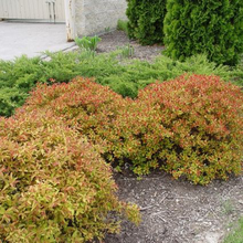 Load image into Gallery viewer, Spirea Flaming Mound