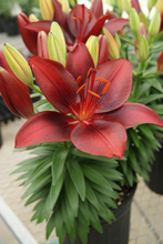 Load image into Gallery viewer, Lilium Tiny Comfort
