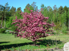 Load image into Gallery viewer, Makamik Flowering Crab