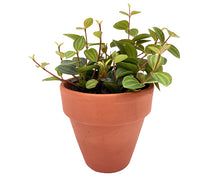 Load image into Gallery viewer, Peperomia 'Beetle'