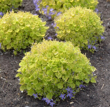 Load image into Gallery viewer, Campanula garganica 'Dickson's Gold'