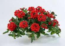 Load image into Gallery viewer, Verbena Vanessa Compact Red