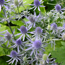 Load image into Gallery viewer, Eryngium planum 'Blue Glitter'