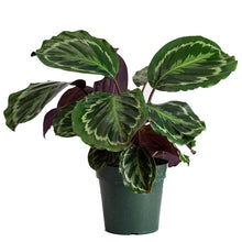 Load image into Gallery viewer, Calathea ' Medallion'