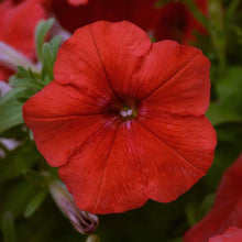 Load image into Gallery viewer, Petunia Easy Wave® Red