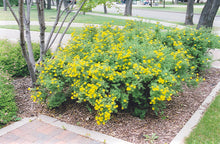 Load image into Gallery viewer, Potentilla Coronation Triumph