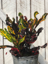 Load image into Gallery viewer, Croton Mammey