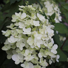 Load image into Gallery viewer, Hydrangea Unique