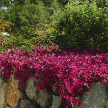 Load image into Gallery viewer, Petunia Wave® Purple Classic