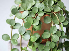 Load image into Gallery viewer, Peperomia 'Hope'