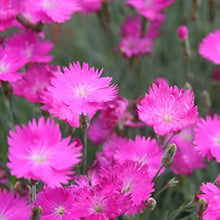 Load image into Gallery viewer, Dianthus gratianopolitanus 'Firewitch'
