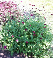 Load image into Gallery viewer, Knautia macedonica 'Mars Midget'