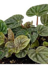 Load image into Gallery viewer, Peperomia 'Grey Luna'