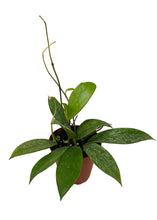 Load image into Gallery viewer, Hoya pubicalyx