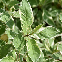 Load image into Gallery viewer, Silver Variegated Dogwood