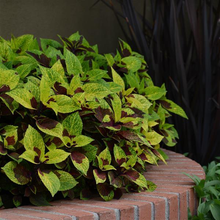Load image into Gallery viewer, Coleus Pineapple Surprise