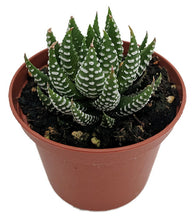Load image into Gallery viewer, Haworthia Super Fasciate