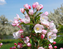 Load image into Gallery viewer, Adirondack Flowering Crab