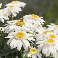 Load image into Gallery viewer, Leucanthemum s. 'Sweet Daisy Birdy'