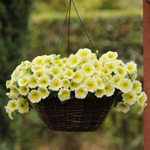 Load image into Gallery viewer, Petunia Easy Wave® Yellow