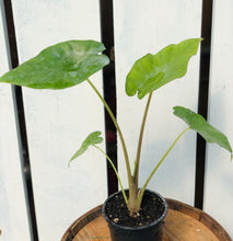 Load image into Gallery viewer, Alocasia 'Sumo'