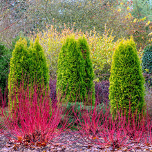 Load image into Gallery viewer, Cardinal Dogwood