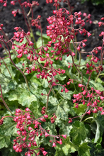 Load image into Gallery viewer, Heuchera 'Arctic Mist'