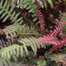 Load image into Gallery viewer, Rough Ruby Fern