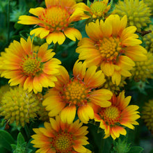 Load image into Gallery viewer, Gaillardia aristata 'Arizona Apricot'