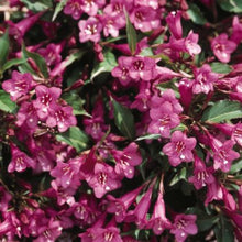 Load image into Gallery viewer, Weigela Rumba