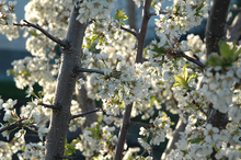 Load image into Gallery viewer, Pembina Plum