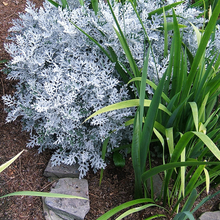 Load image into Gallery viewer, Artemisia stelleriana 'Silver Brocade'