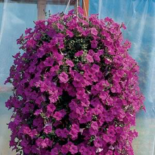 Load image into Gallery viewer, Petunia Wave® Lavender