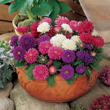 Load image into Gallery viewer, Aster Pot & Patio Mix