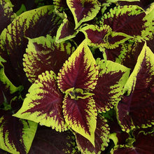 Load image into Gallery viewer, Coleus Kong® Scarlet