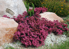 Load image into Gallery viewer, Sedum x Sunsparkler Plum Dazzled