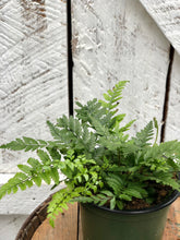 Load image into Gallery viewer, Rock Fern