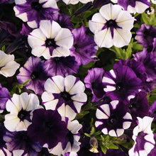 Load image into Gallery viewer, Petunia Shock Wave® Purple Tie-Dye