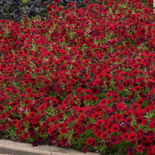 Load image into Gallery viewer, Petunia Tidal Wave® Red Velour